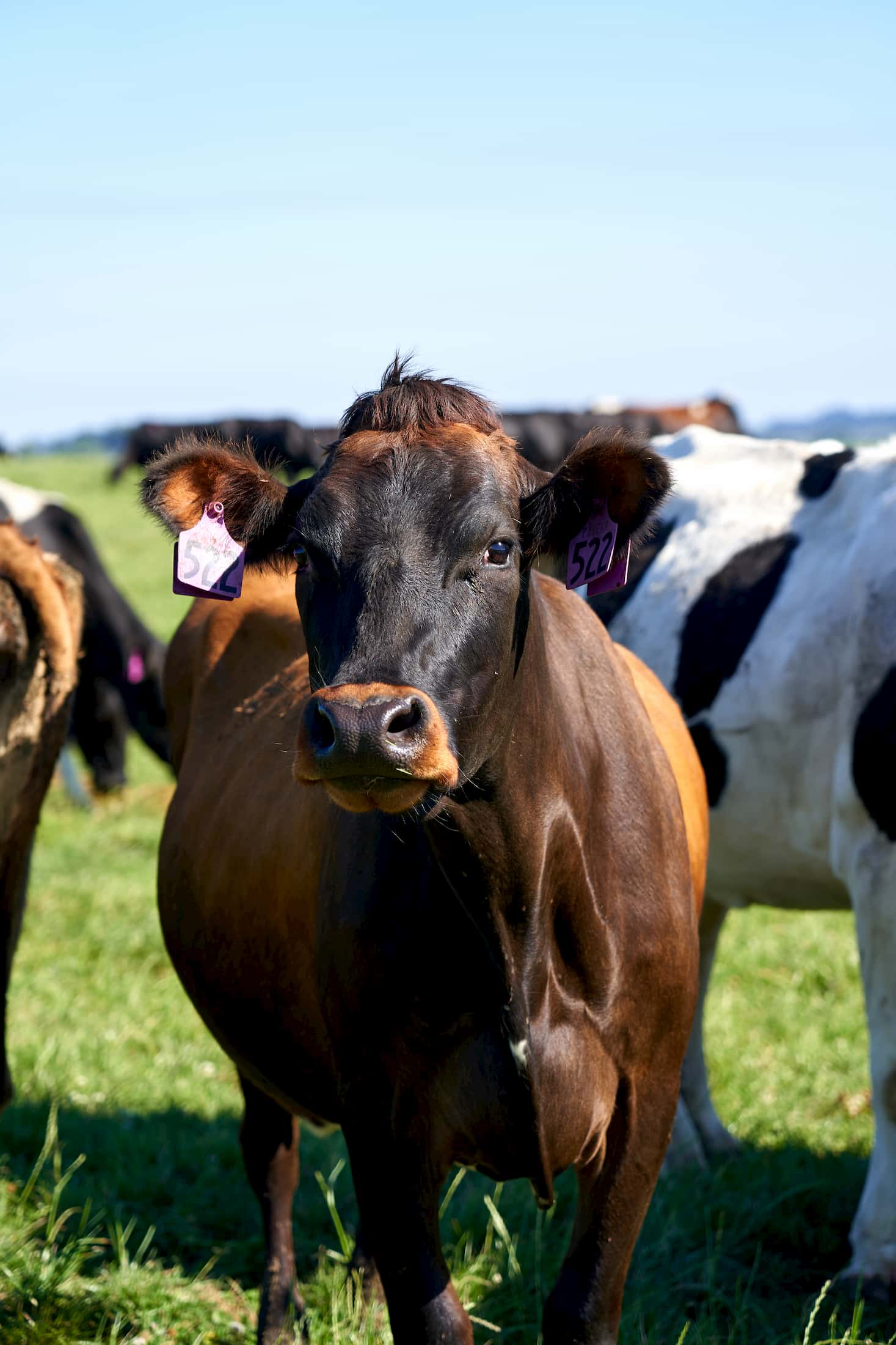 DSC02019 A Southern Pastures dairy cow