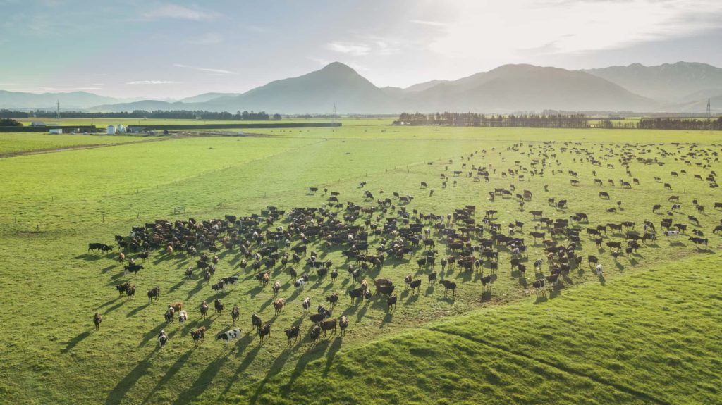 Southern-Pastures-0015