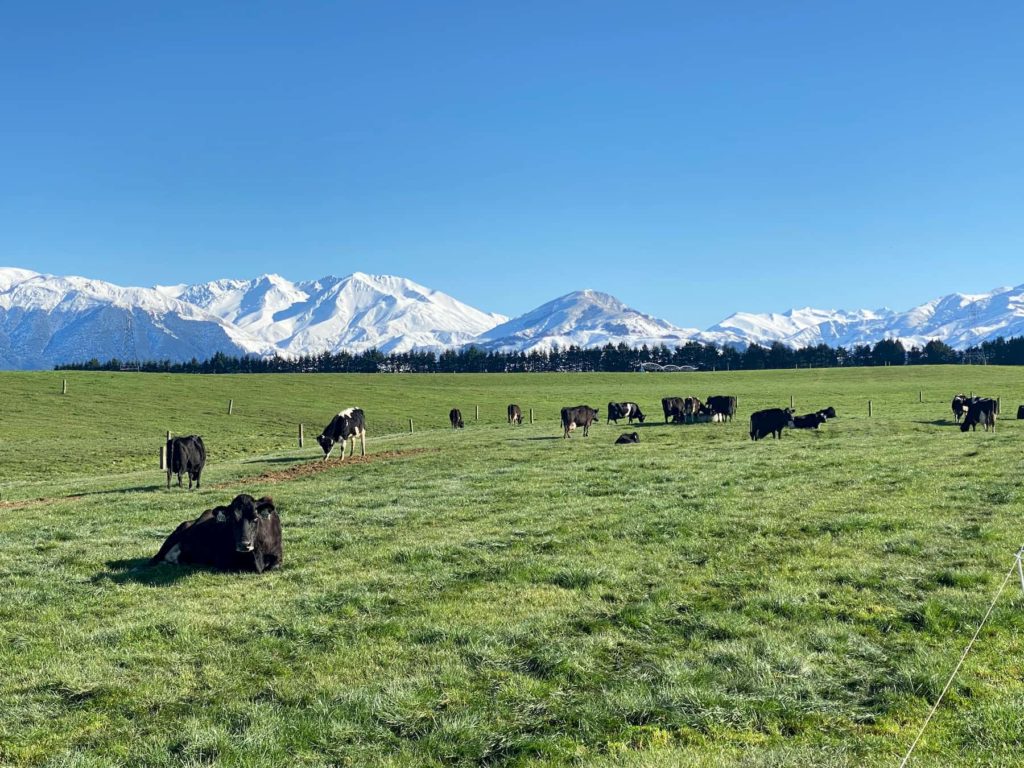 Southern Pastures Dairy A Southern Pastures NZ dairy farm, Canterbury