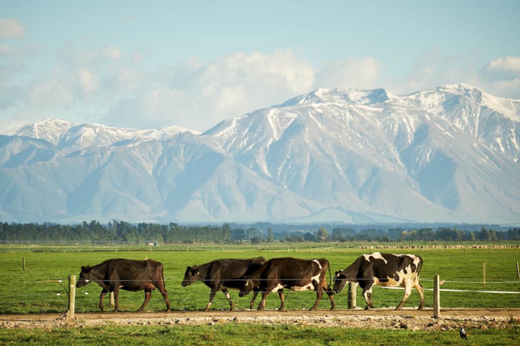 Southern-Pastures_20180420-X-T2_DSCF5798 1 Cows walking on a Southern Pastures dairy farm