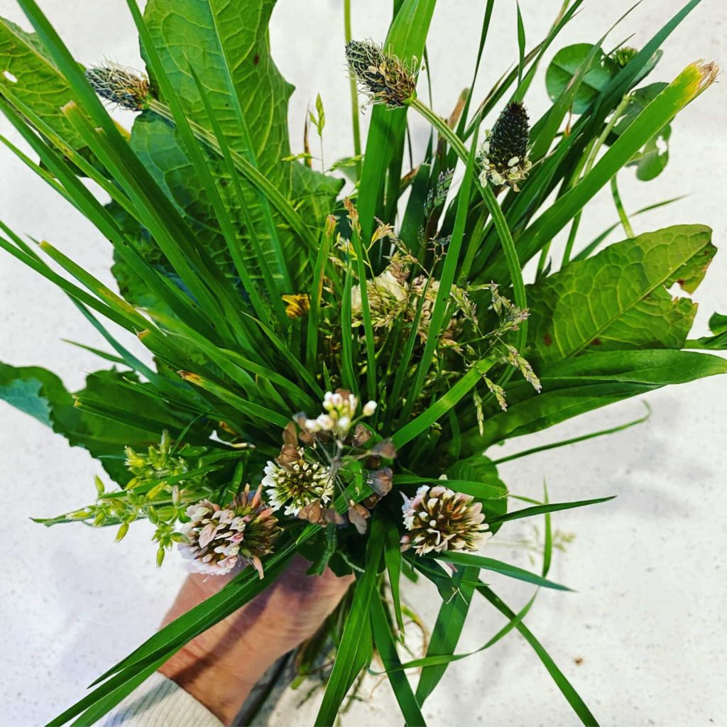 26EEE5F3-E8BD-417A-9282-70B284230FEA A bunch of grasses from a Southern Pastures dairy farm