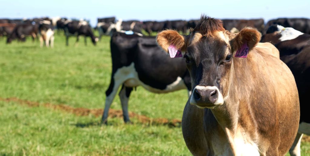 DSC02021 (3) A southern pastures dairy cow