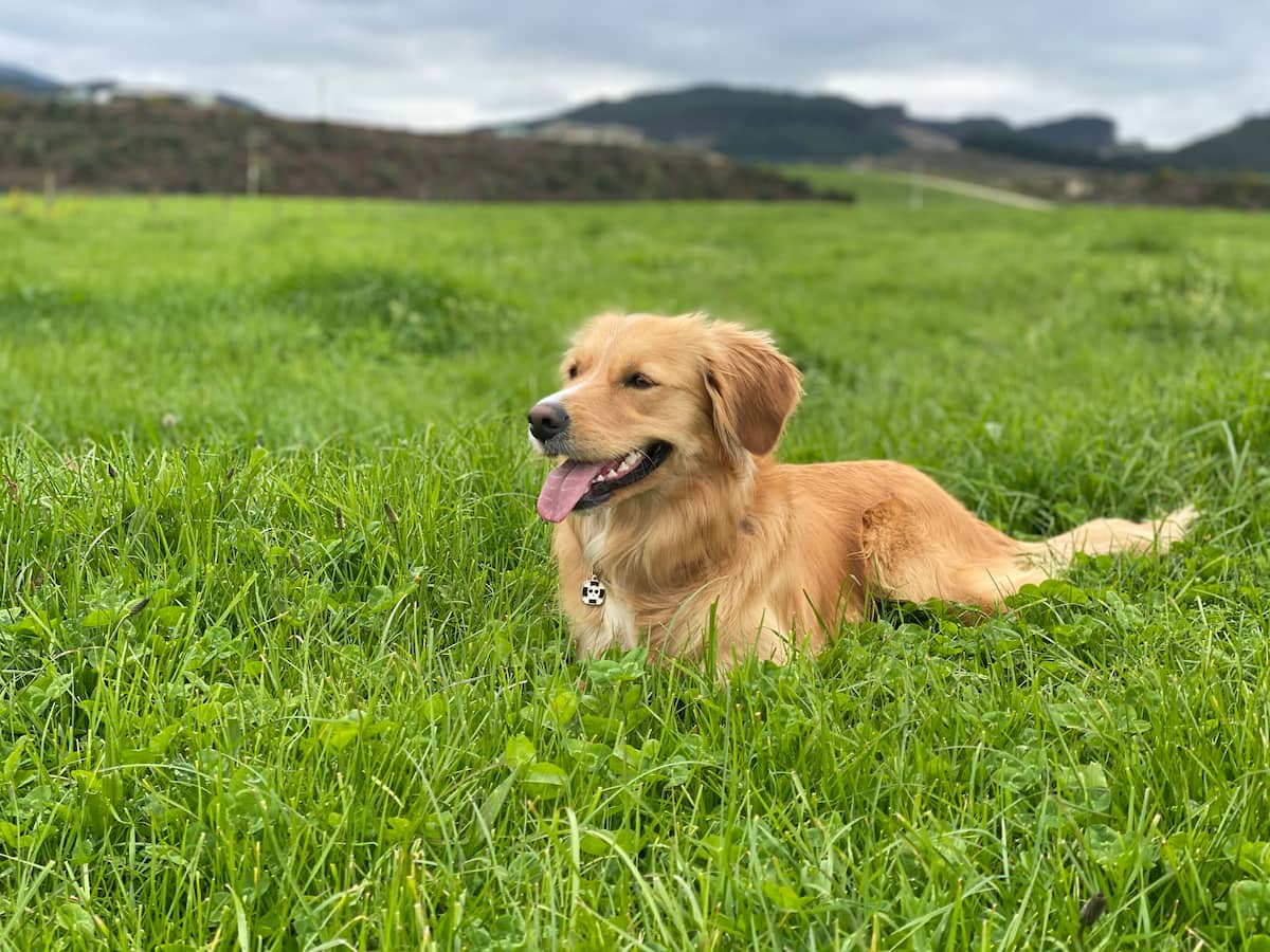 Luna, Southern Pastures NZ