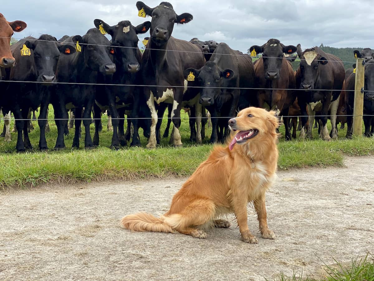 Luna the dog, Southern Pastures NZ