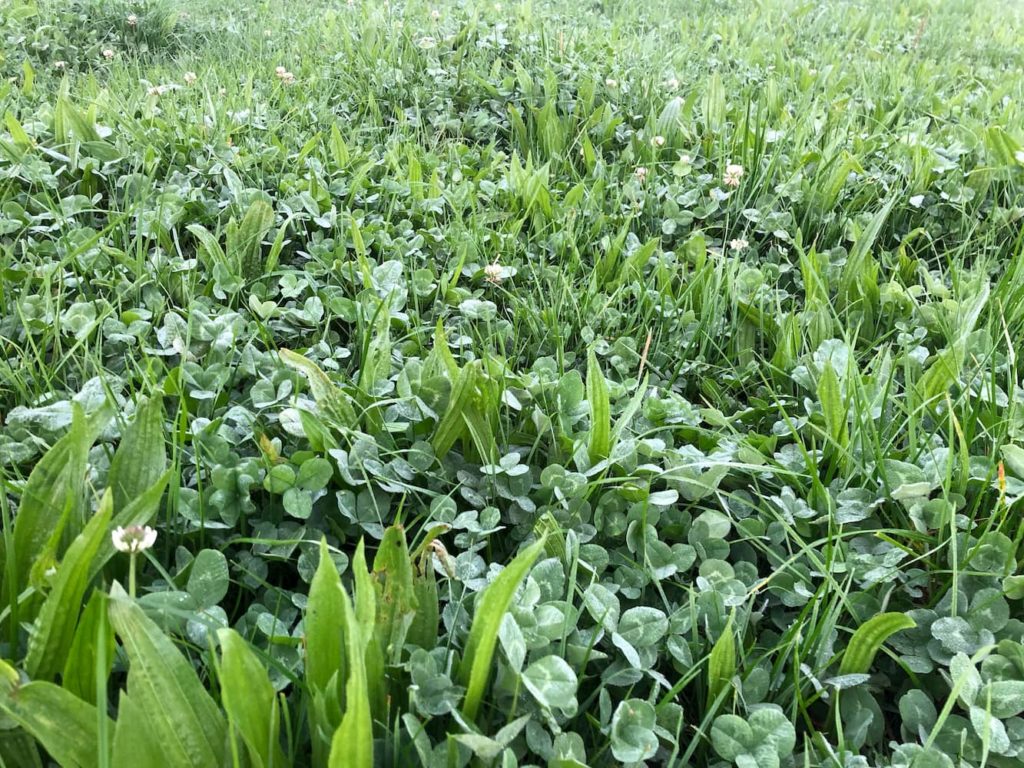 XMu1MNdBRneNADlet%IvXQ A field of grass on a Southern Pastures NZ dairy farm