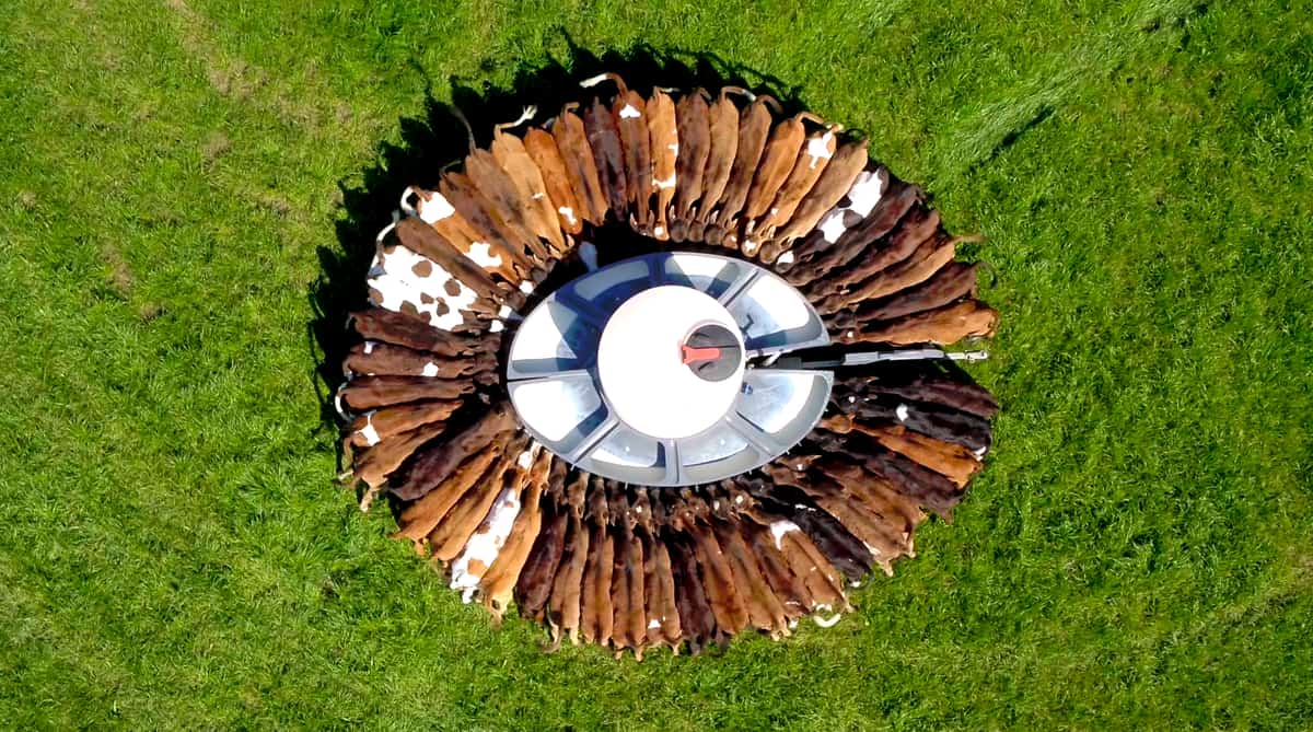 calvesfeeding Calves feeding on a Southern Pastures NZ dairy farm