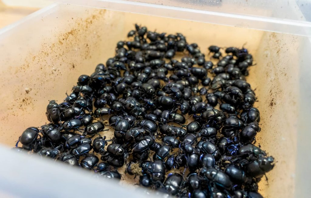 Southern Pastures dung beetles