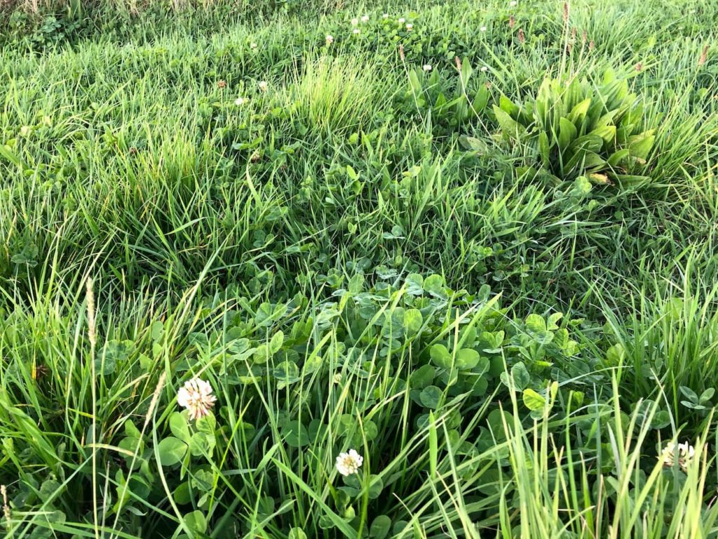 wyTUl6MuQriw1Hl9JNeh3Q Grass on a Southern Pastures farm