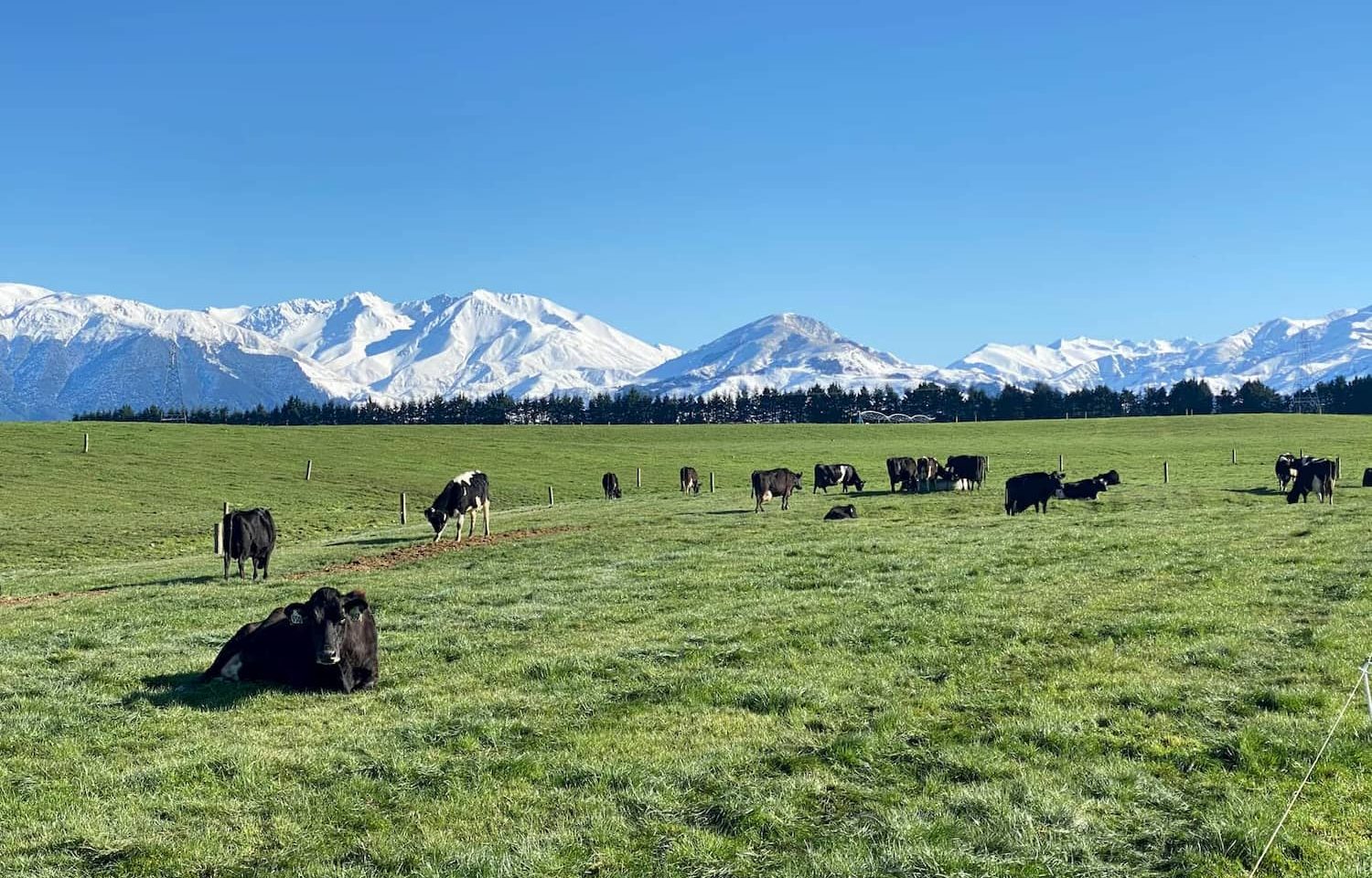 cows on a Southern Pastures NZ GMO-Free dairy farm