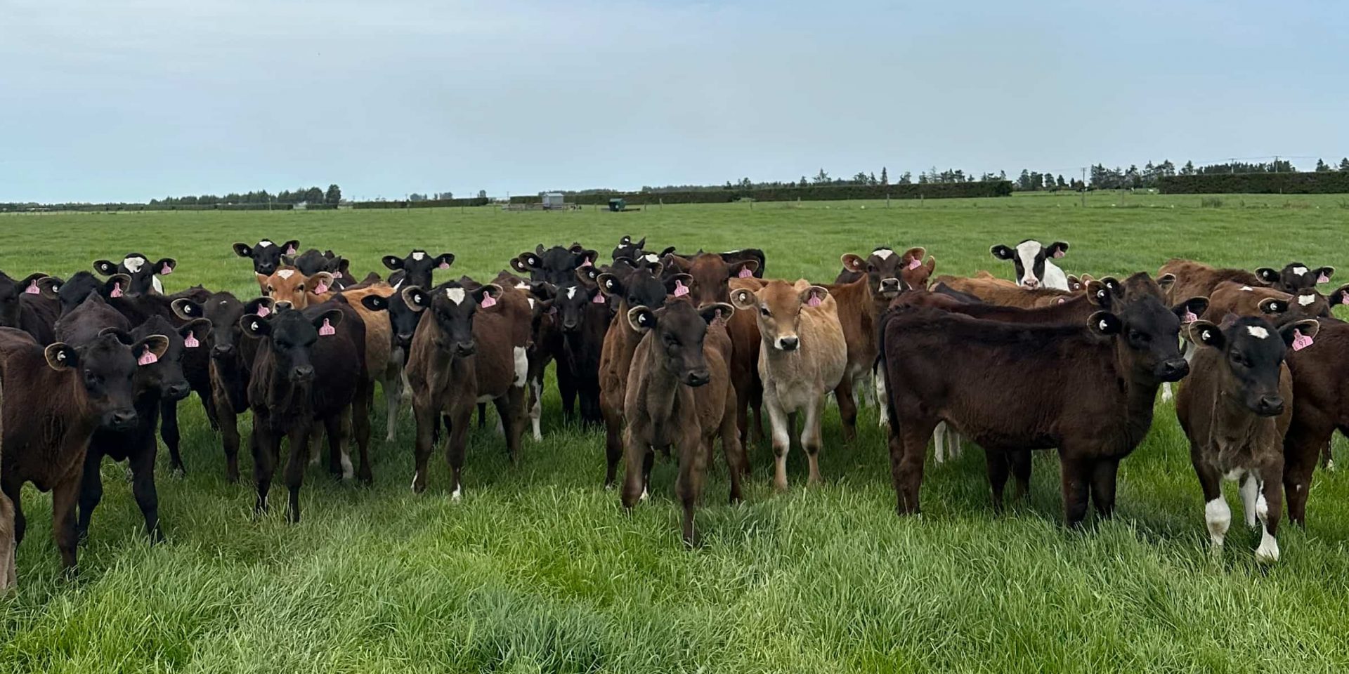 Dairy cows on Southern Pastures farm