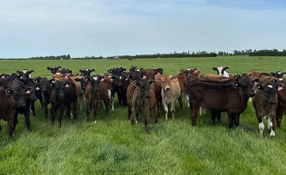Dairy cows on Southern Pastures farm
