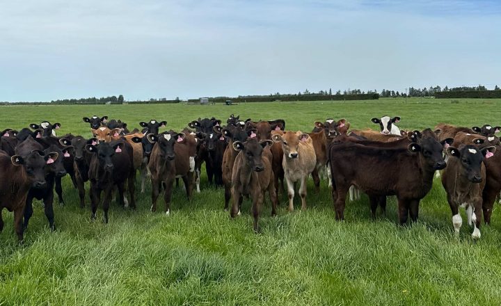 Dairy cows on Southern Pastures farm