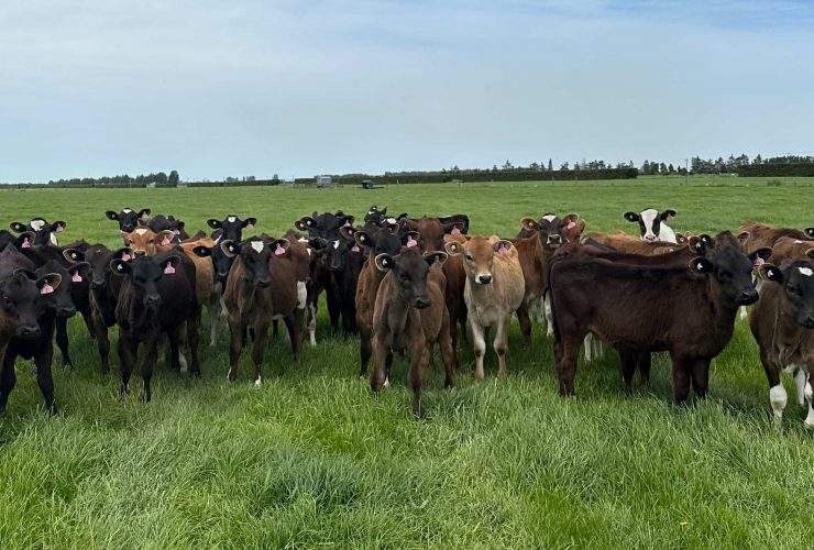 Dairy cows on Southern Pastures farm